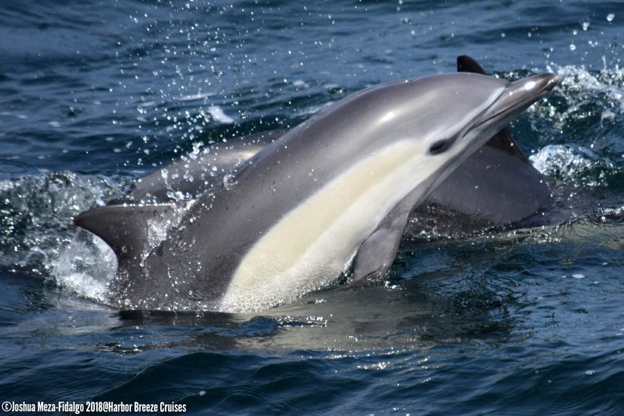 Common dolphins playing at the surface