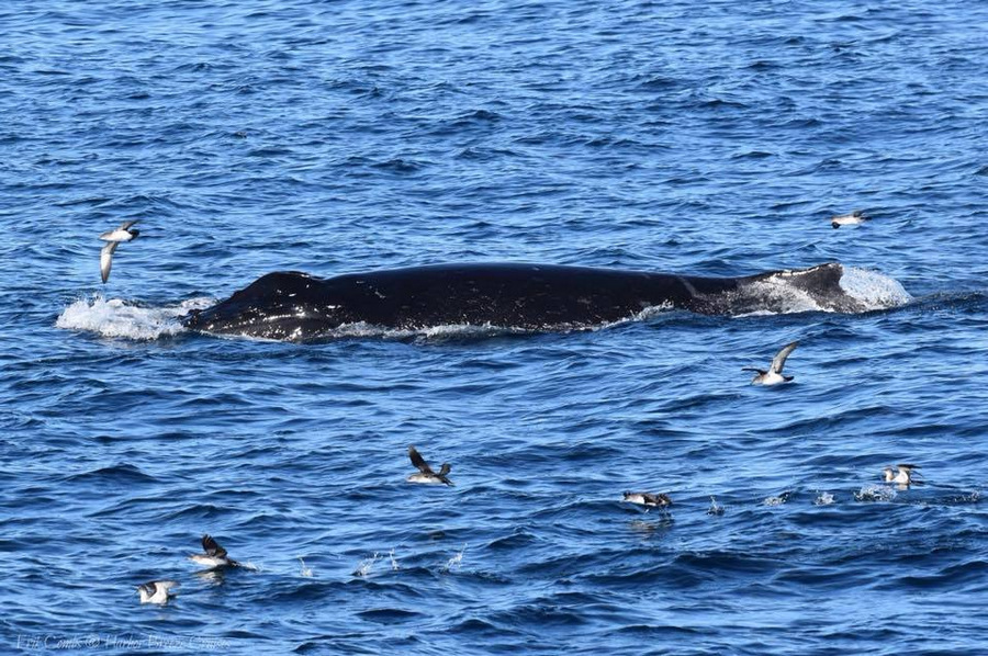 Humpback whale and shearwater birds at the surface