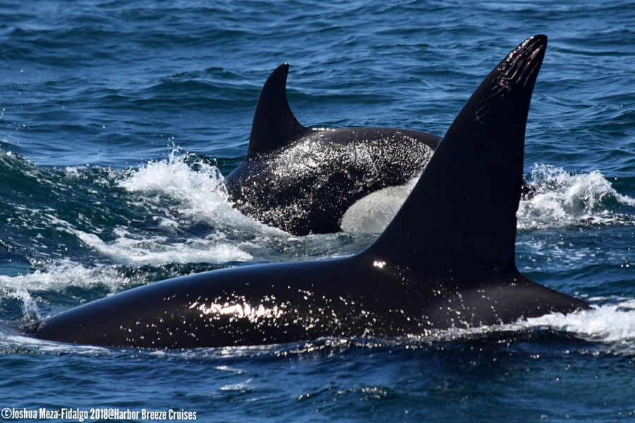 Orca porpoising at the surface with one having visible rake marks on his dorsal fin