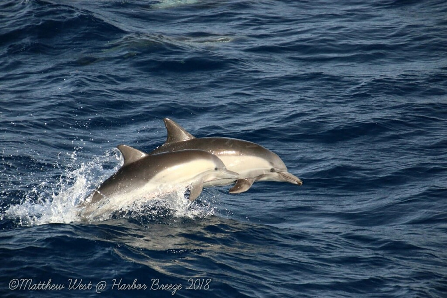 Common dolphins leaping in the air