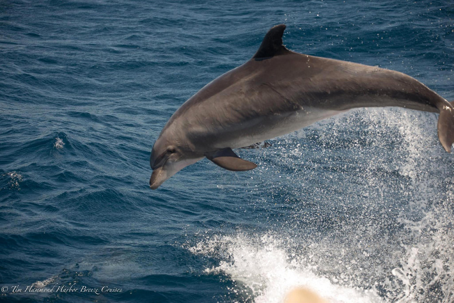 Bottlenose dolphin leaping in the air