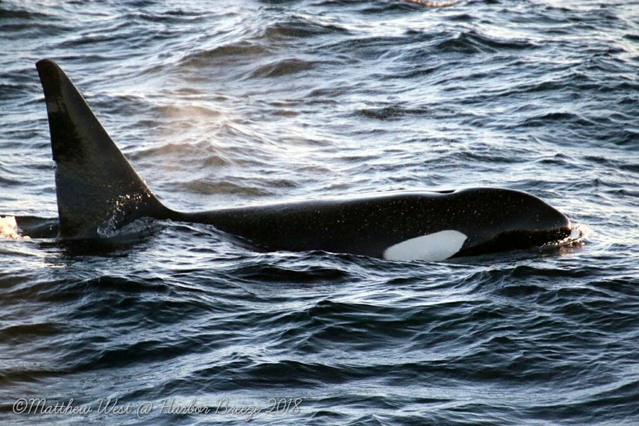 Orca at the surface in the evening light