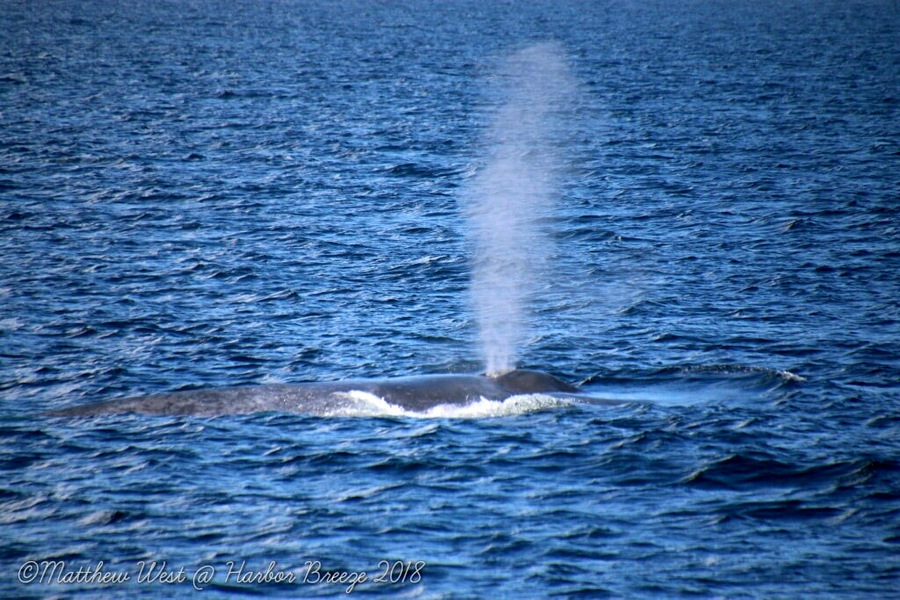 Blue whale blowing at the surface