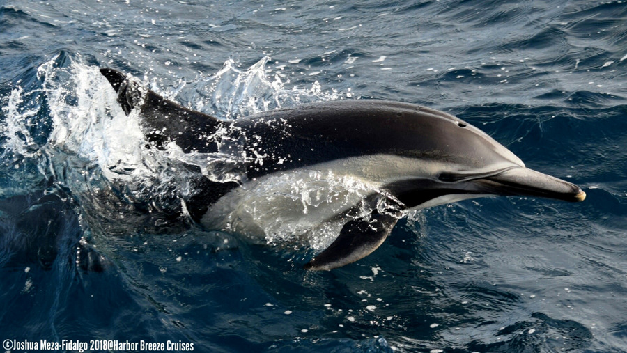 Common dolphin breaching the surface of the water
