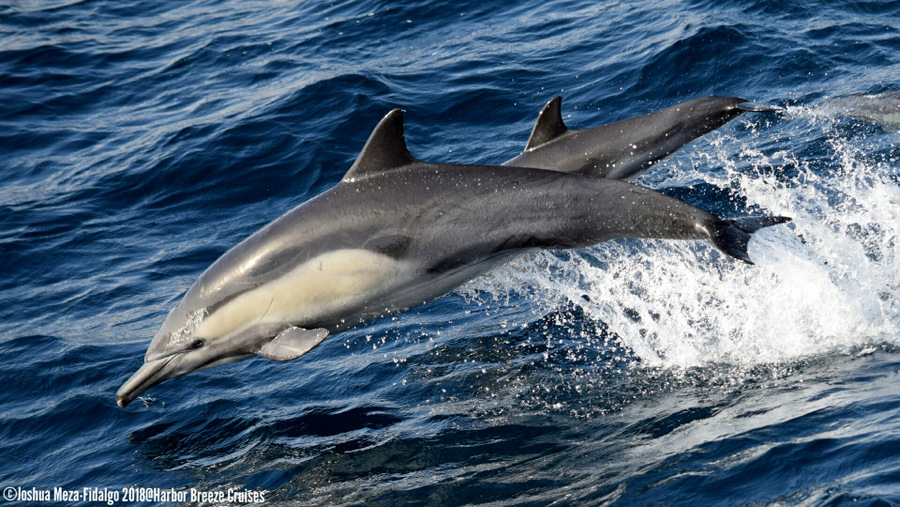 Common dolphin cow/calf pair porpoising in the air