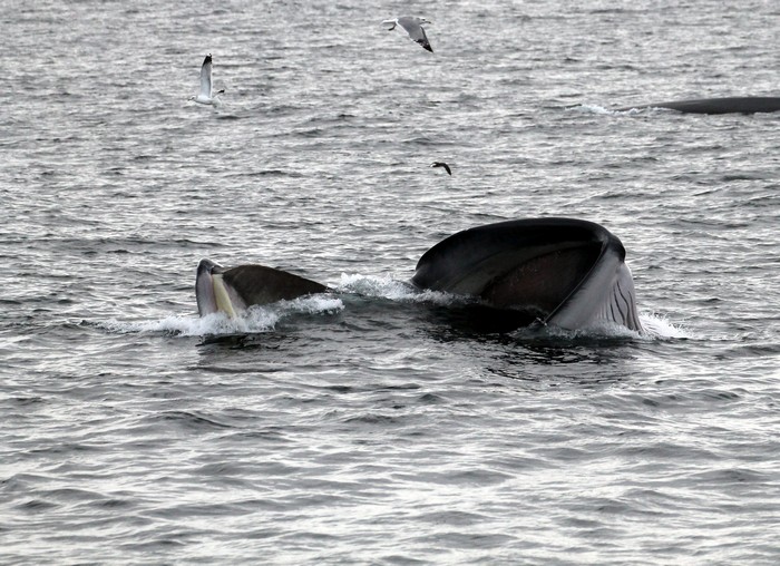 Fin whale lunge feeding with baleen above the water surface