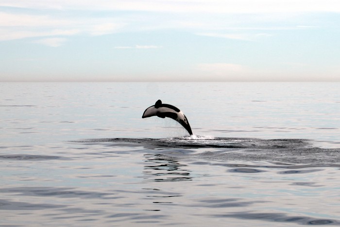 Single orca breaching