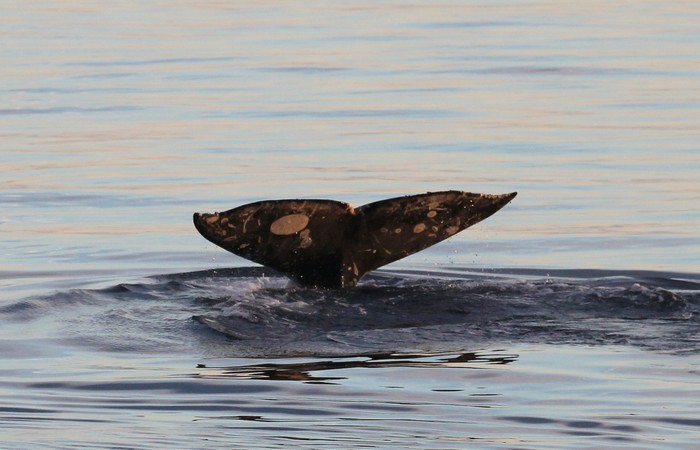 Gray whale fluke