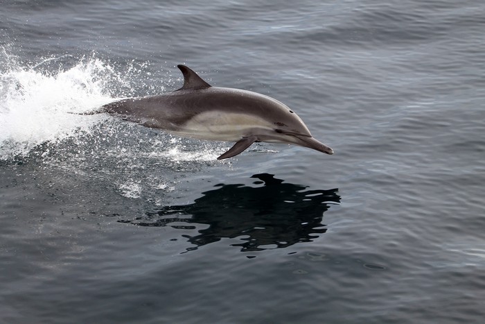 Common dolphin leaping through the air