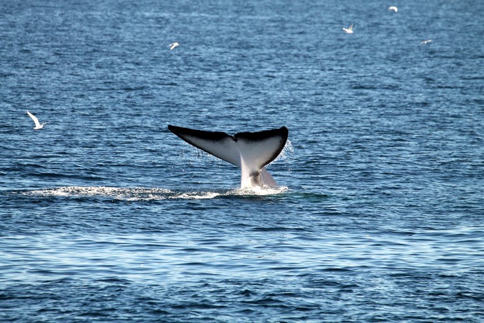 Fin whale fluke, rare sighting