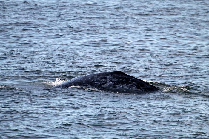 Gray whale dorsal ridge