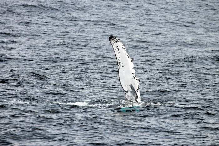 Humpback whale pectoral flipper waving in the air