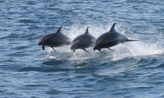Three bottlenose dolphins leaping in the air