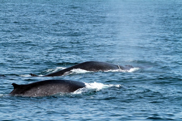 Fin whales at the surface