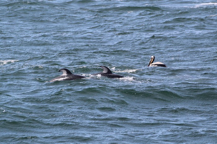 Pacific white-sided dolphin and pelican