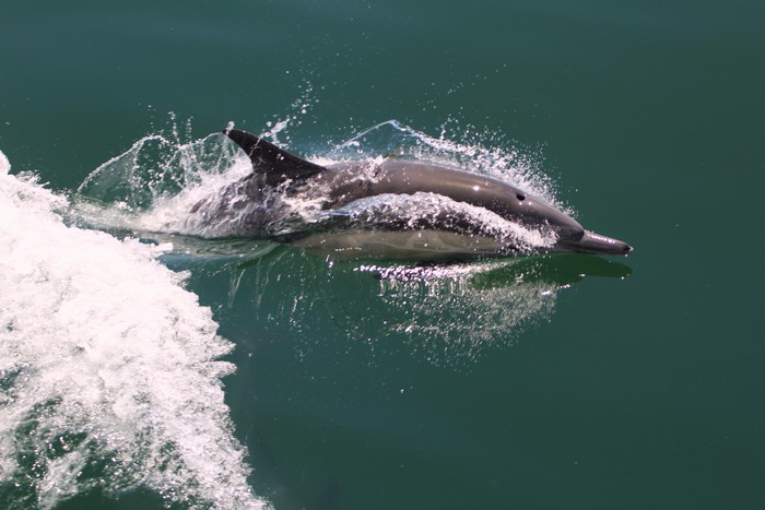 Common dolphin skimming the surface