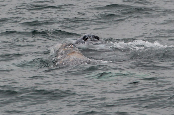 Gray whale cow/calf pair