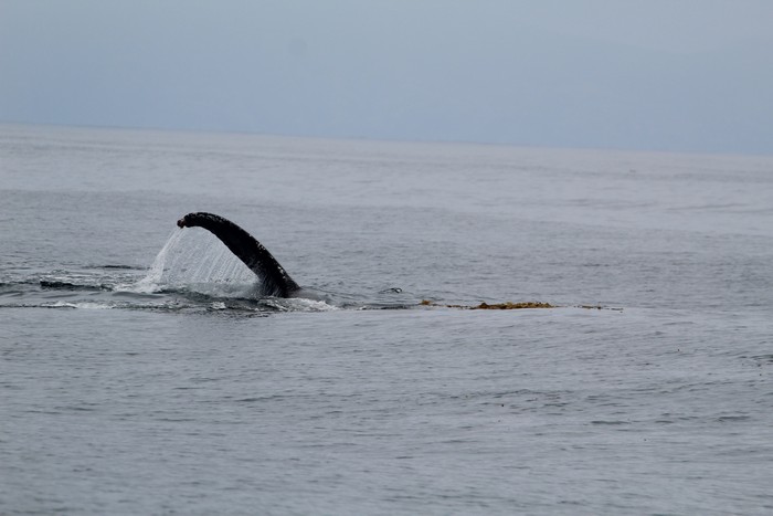 Humpback whale rolling in kelp with its pectoral fin in the air
