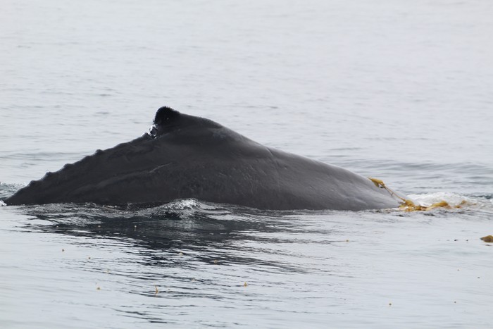 Humpback whale playing in kelp
