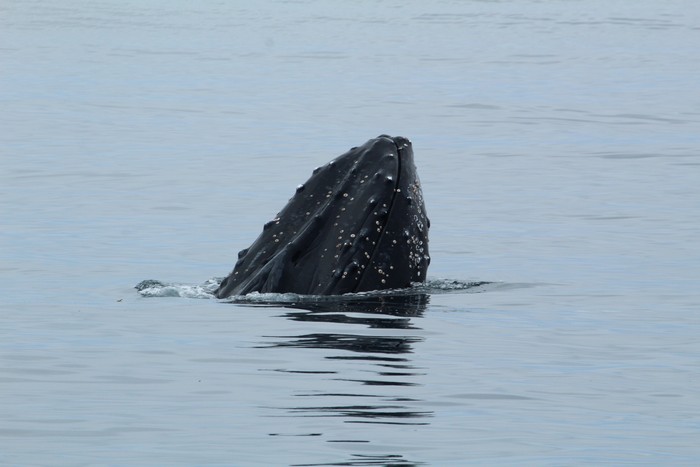 Humpback whale with its chin and rostrum out of the water