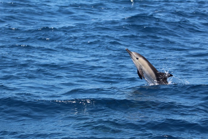 Common dolphin jumping out of the water