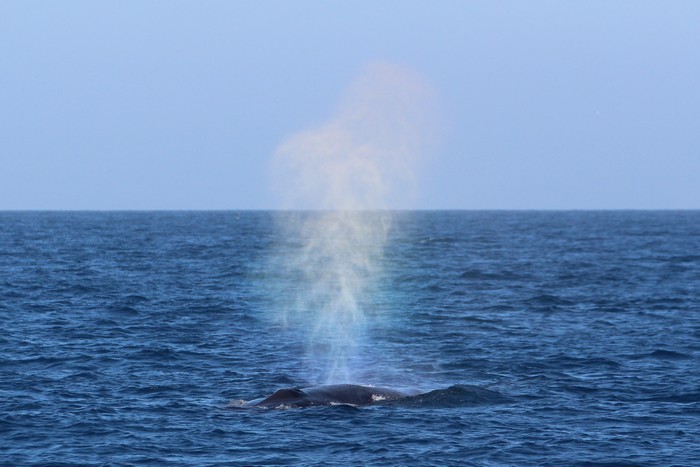 Rainbow whale blow