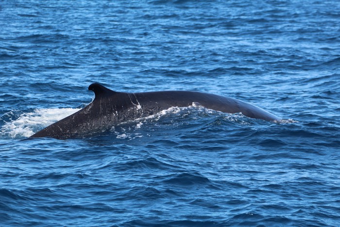 Fin whale dorsal fin