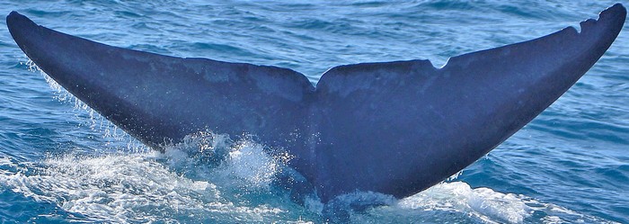 Blue whale fluke with distinct scrapes and marks