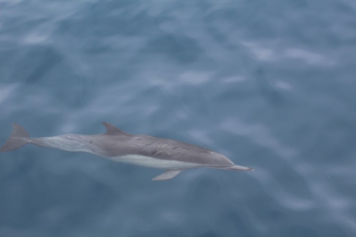 Common dolphin below the glassy surface of the water