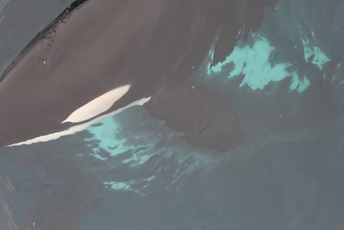 CA51 orca pod close to water surface