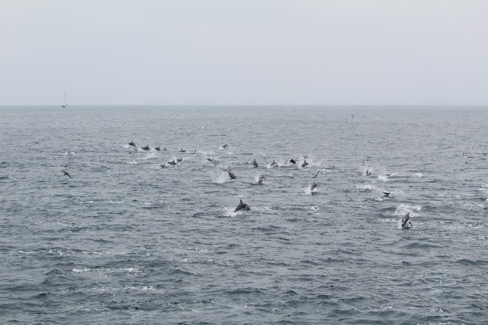 Large pod of common dolphins