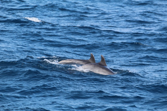 Bottlenose dolphin dorsal fins
