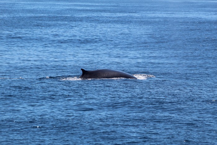 Fin whale dorsal fin