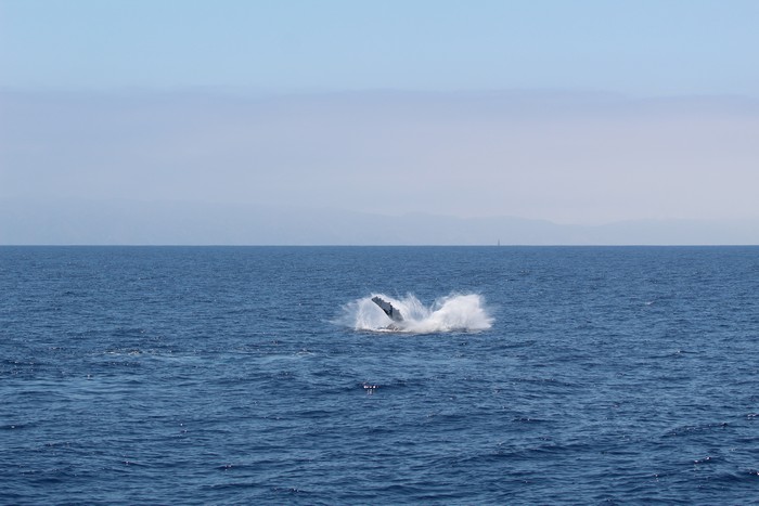 Humpback whale breach