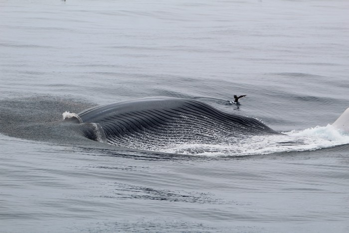 Blue whale lunge feeding