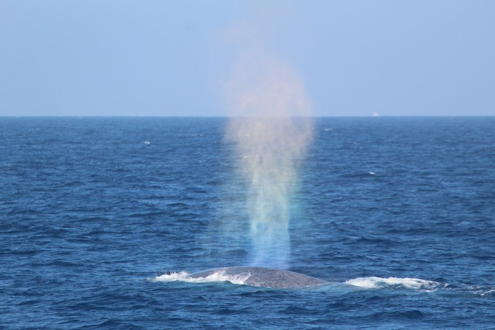 Blue whale with rainbow blow