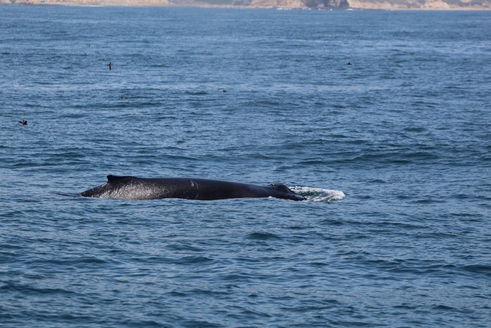 Humpback whale at the surface