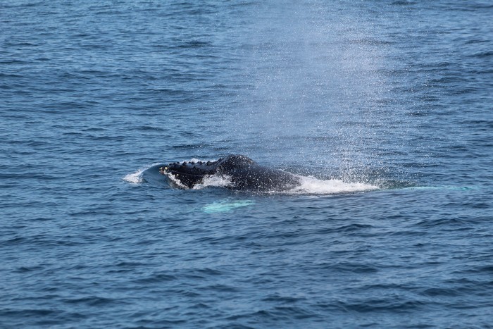 Humpback whale rostrum
