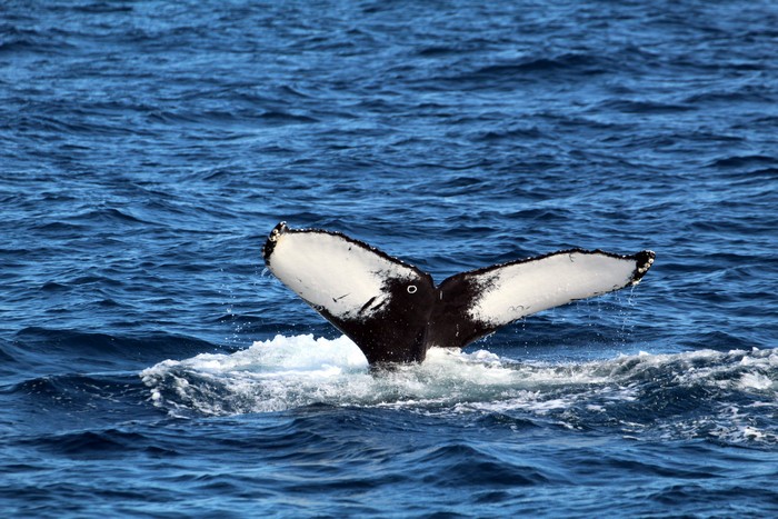 Humpback whale fluke with ring shaped scar from barnacle
