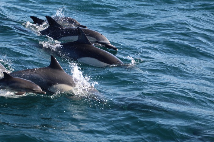 Common dolphins at the water surface