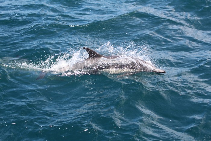 Common dolphin at the water surface