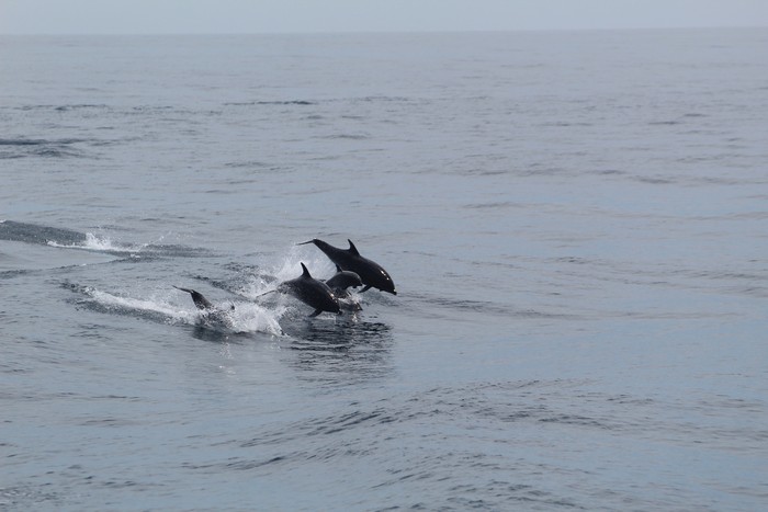 Bottlenose dolphins porpoising