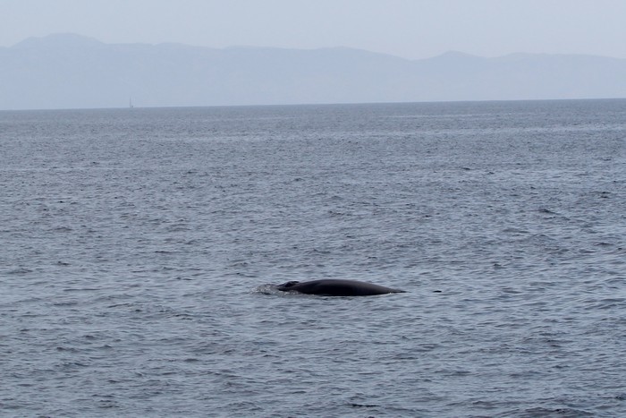 Minke whale at the surface