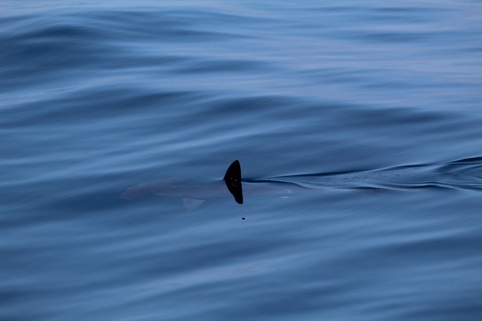 Scalloped hammerhead shark at surface
