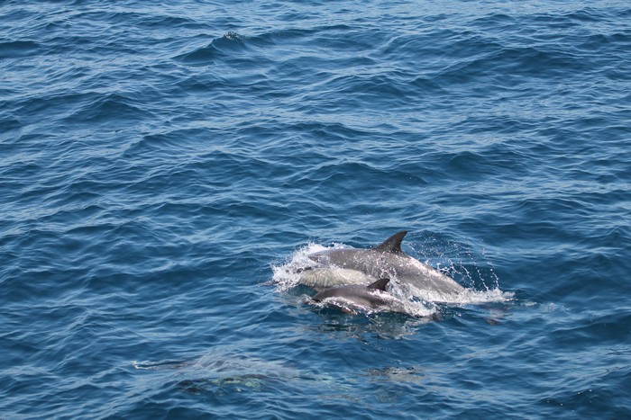 Common dolphin cow-calf pair