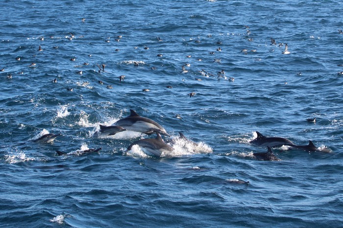 Common dolphins and black vented shearwaters.jpg
