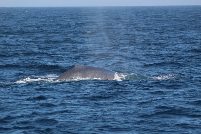 Blue whale dorsal fin at distance