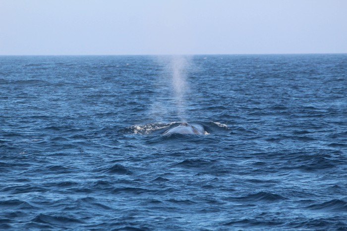 Observing blue whale blow from behind the whale