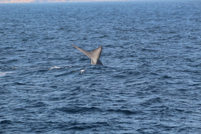 Blue whale fluke at distance