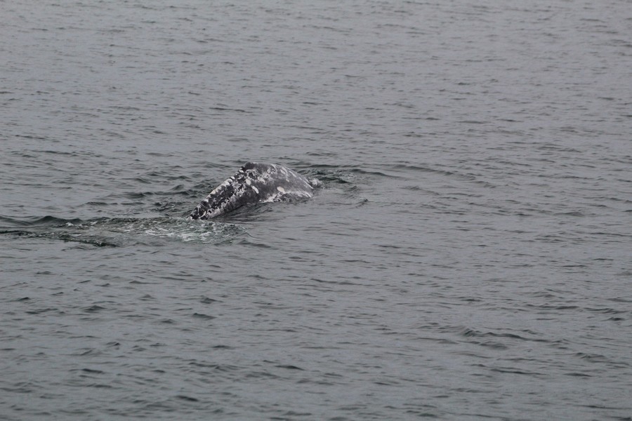 Gray whale dorsal ridge with the fluke just below the water